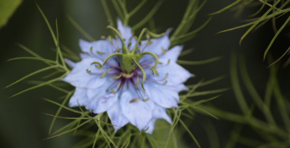 Heuschnupfen natürlich behandeln